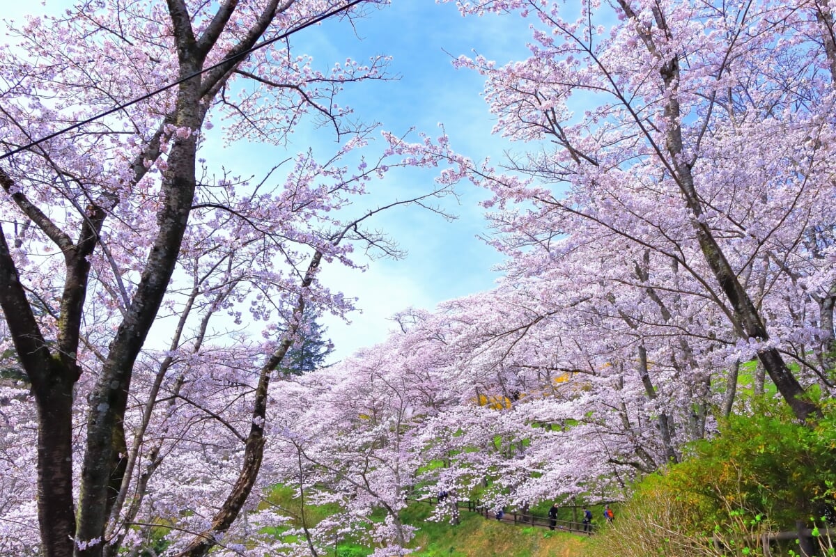 船岡城址公園の写真 