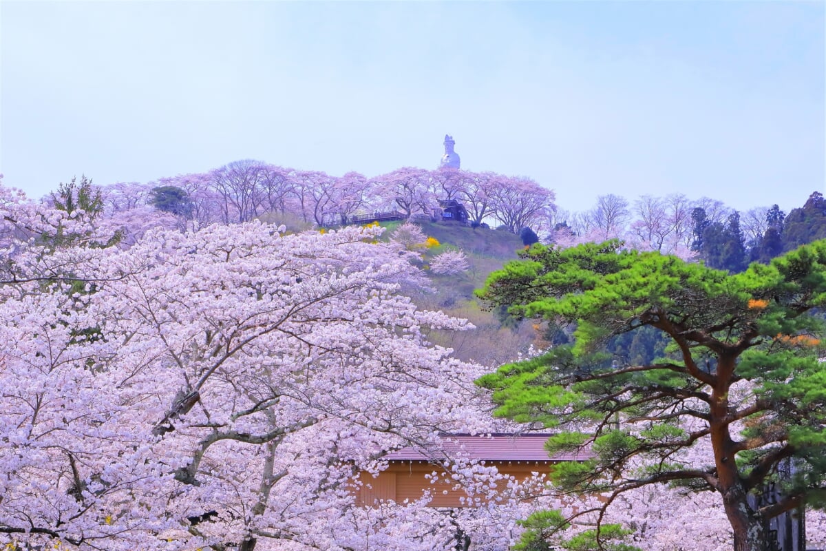 船岡城址公園の写真 