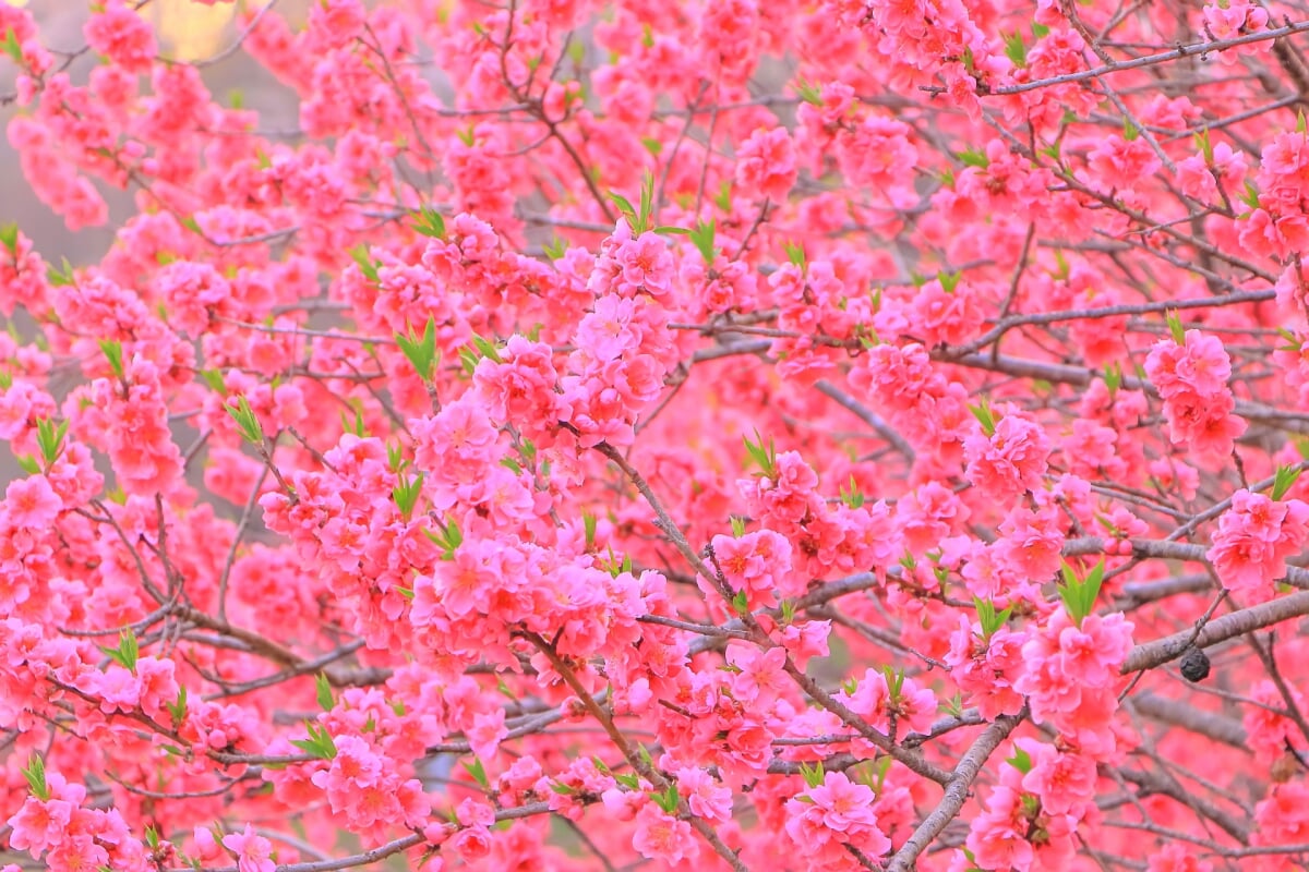 船岡城址公園の写真 