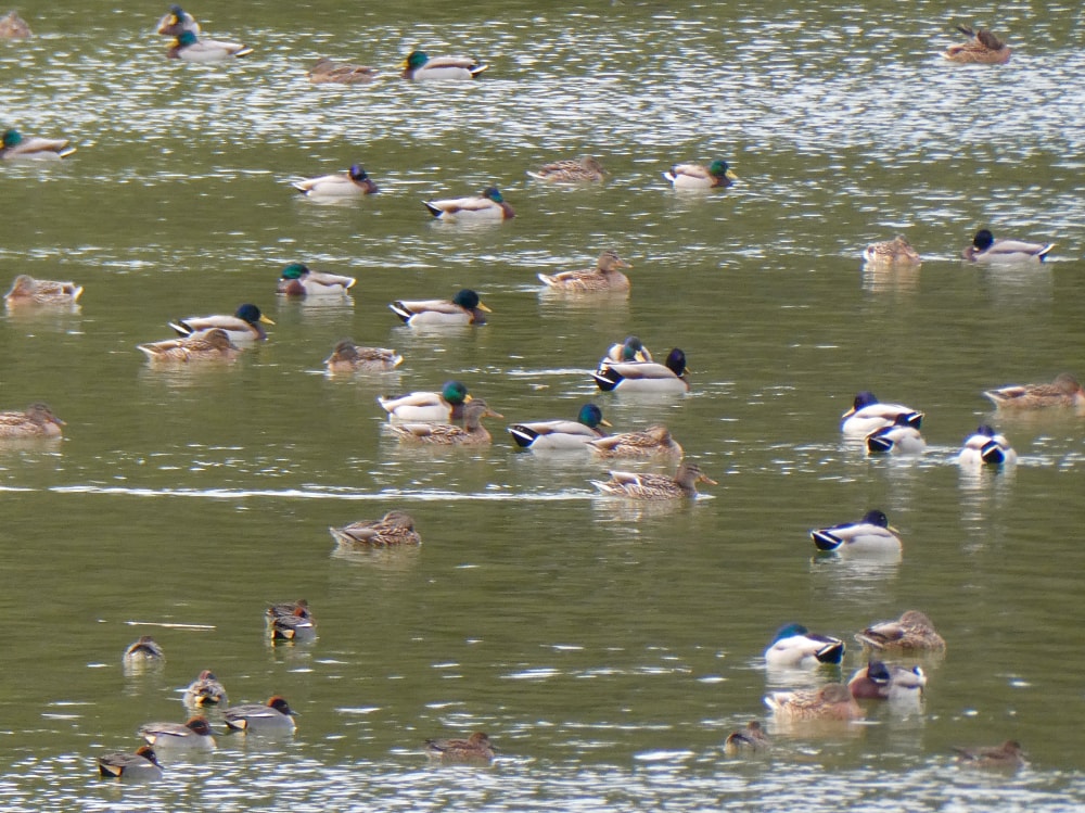 愛知県森林公園の写真 ©KKPCW(CC BY-SA 4.0)