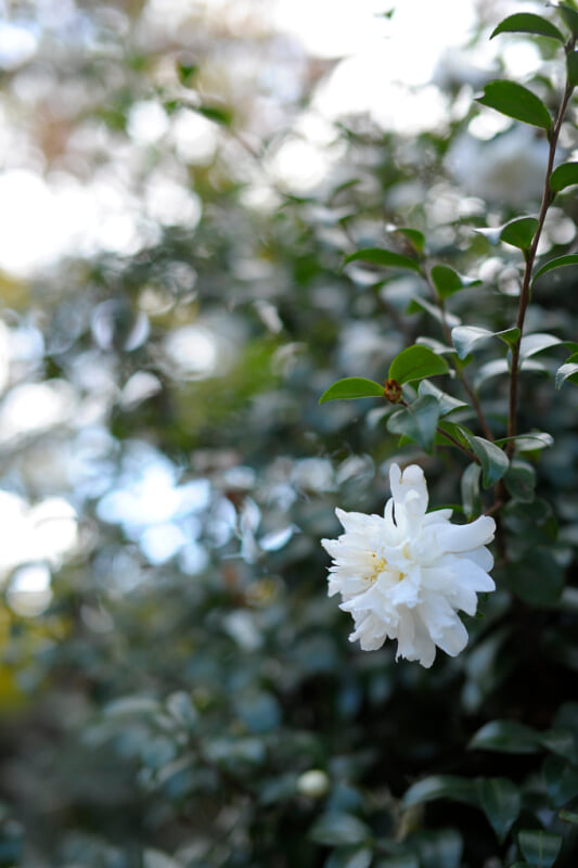 八事山興正寺の写真 ©BONGURI(CC BY-ND 2.0)