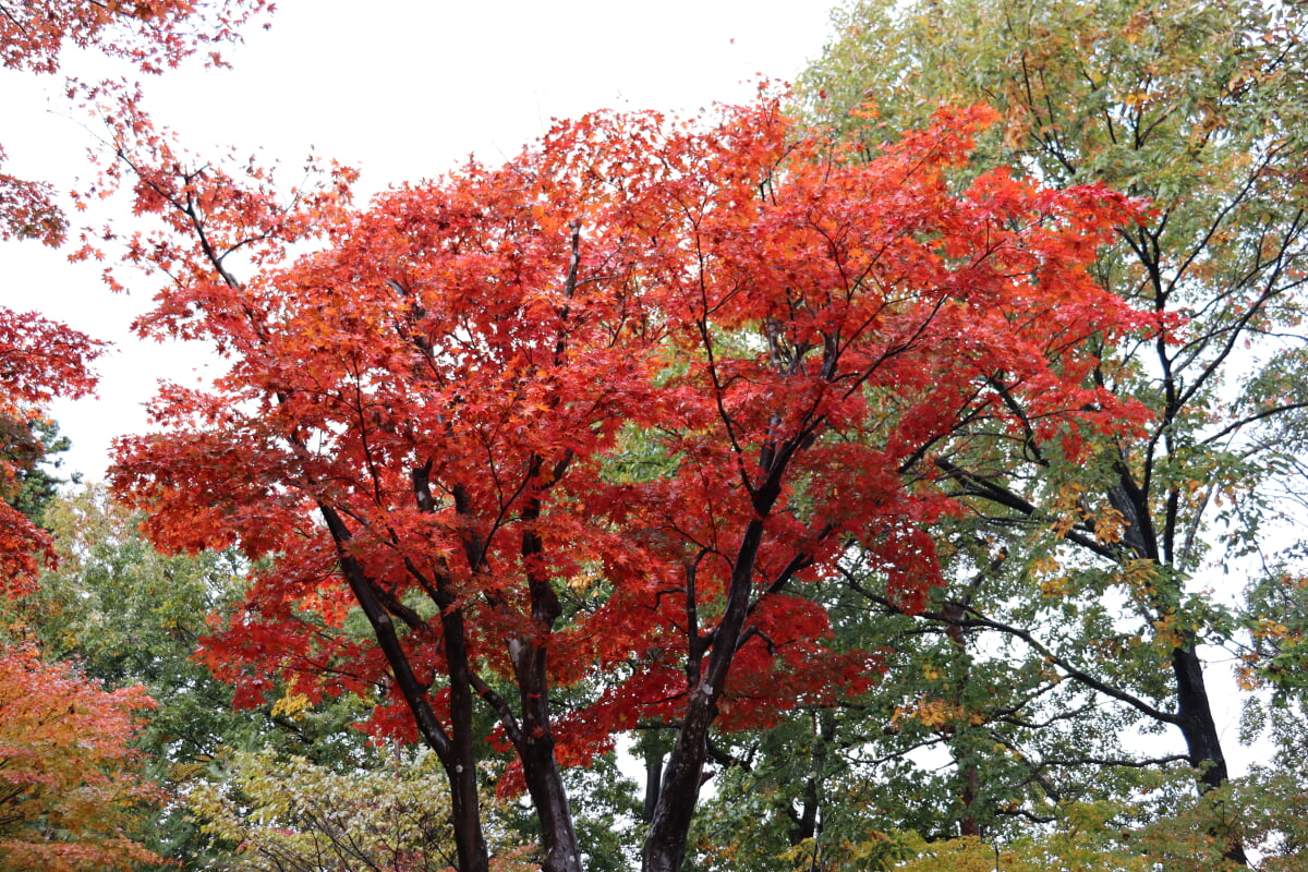 もみじ園の写真 ©AT(CC BY-SA 4.0)