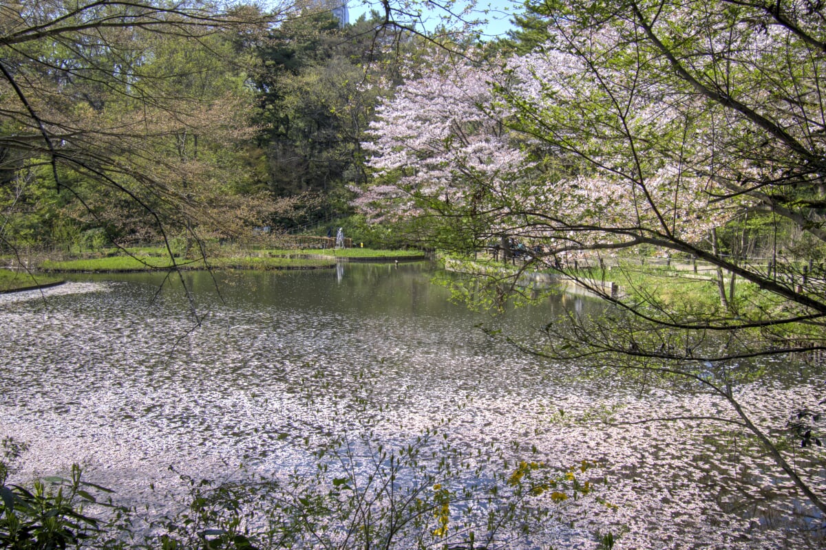 国立科学博物館附属自然教育園の写真 ©Doricono(CC BY-SA 4.0)