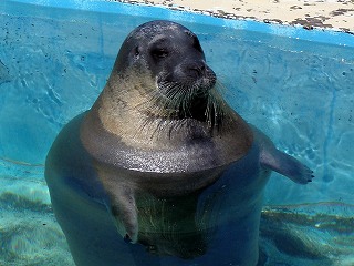 おたる水族館の写真 ©ja:user:コムケ(CC-BY-SA-3.0)