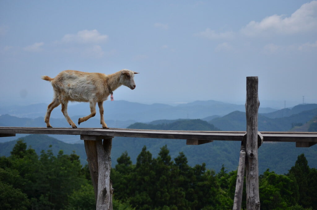 彩の国ふれあい牧場の写真 ©tsukunepapa(CC BY 2.0)