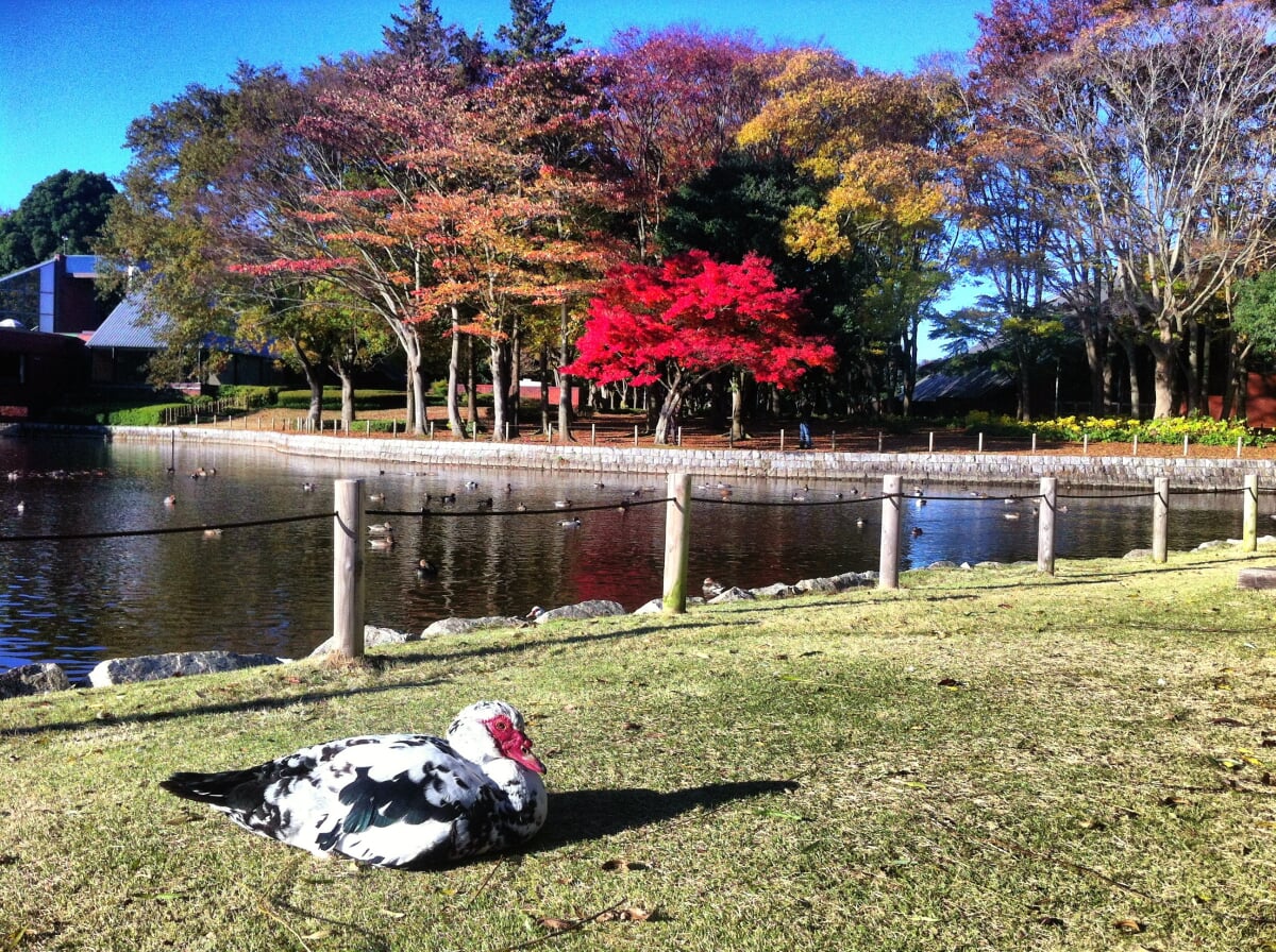 洞峰公園の写真 ©Yusuke Umezawa from Katsushika, Tokyo, Japan(CC BY 2.0)