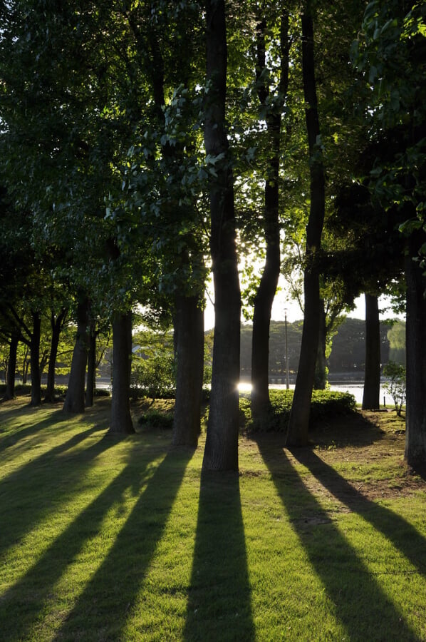 洞峰公園の写真 ©yellow_bird_woodstock(CC BY-SA 2.0)