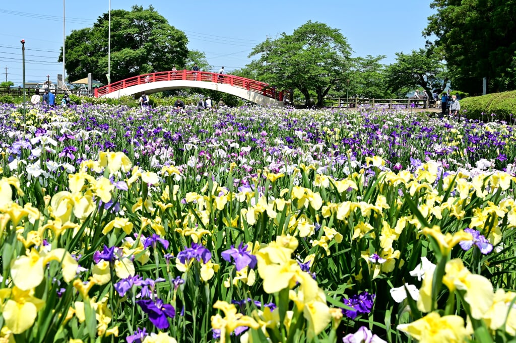 賀茂しょうぶ園の写真 ©Bariston(CC BY-SA 4.0)