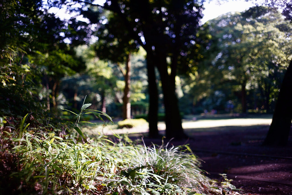 群馬の森の写真 ©haru__q(CC BY-SA 2.0)