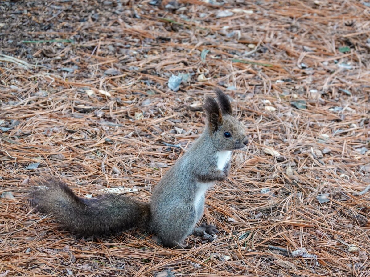 帯広市緑ヶ丘公園・グリーンパークの写真 