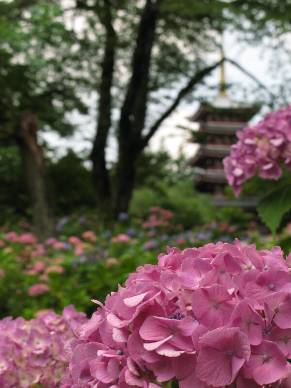 本土寺の写真 ©TANAKA Juuyoh (田中十洋)(CC BY 2.0)