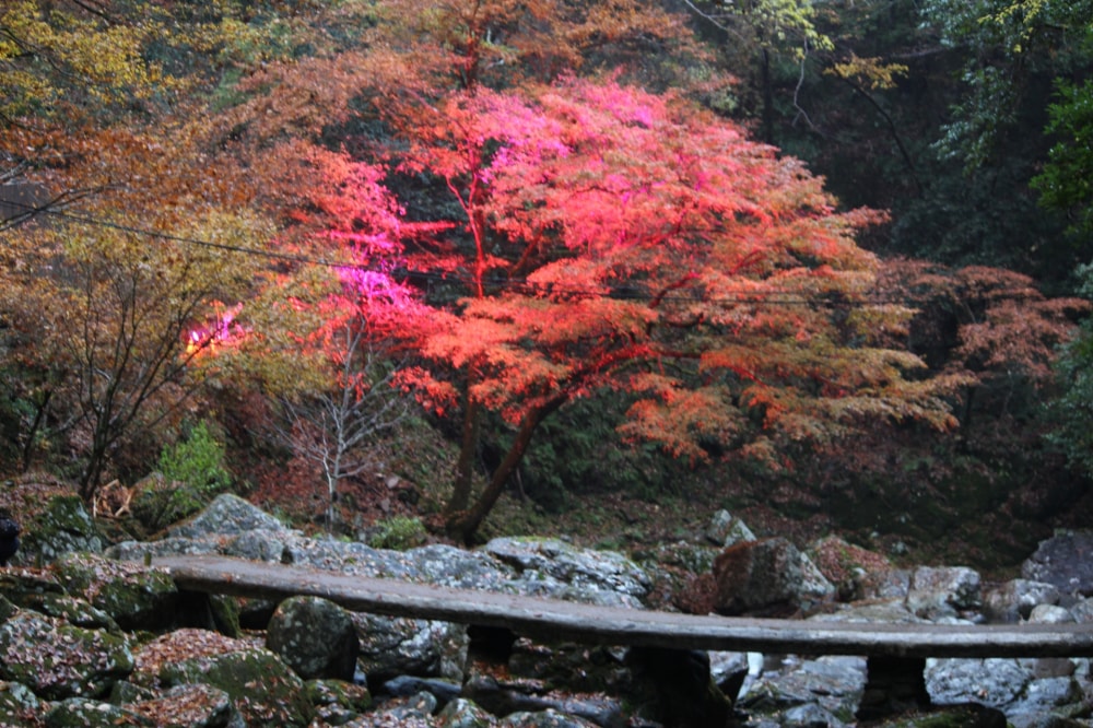 赤目四十八滝の写真 