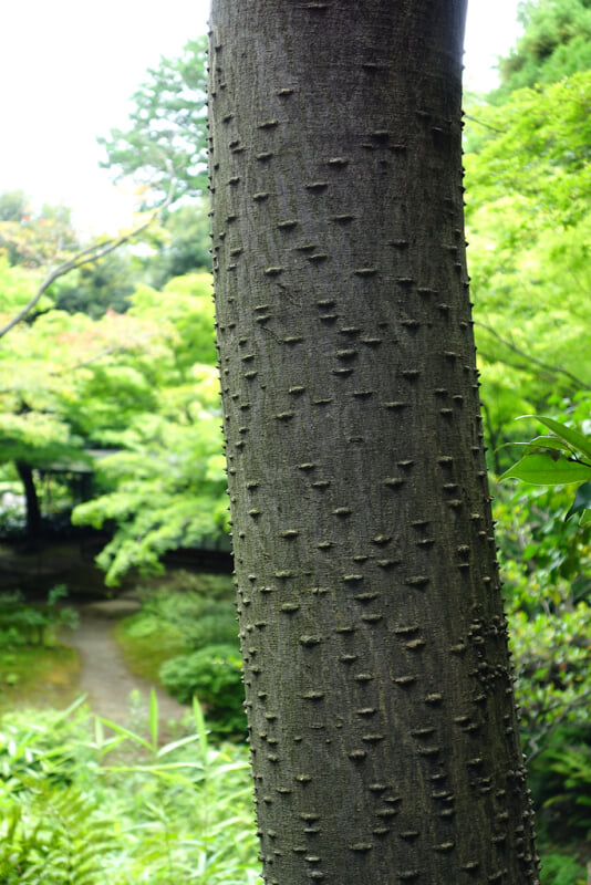 旧古河庭園の写真 ©t-miki(CC BY-ND 2.0)