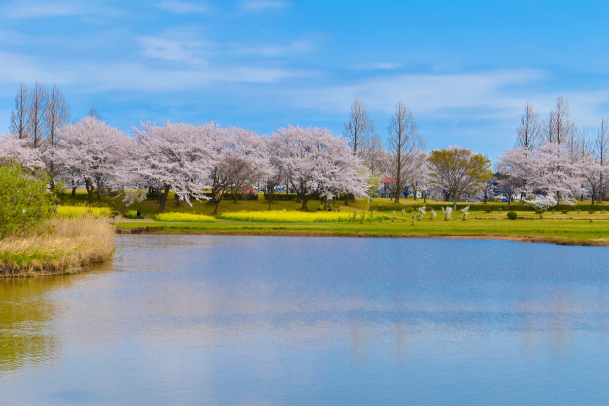 上堰潟公園の写真 