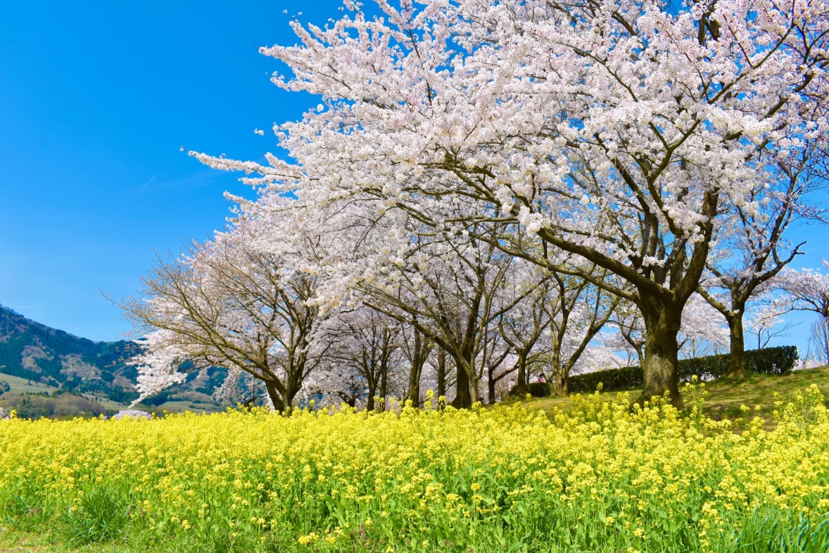 上堰潟公園の写真 