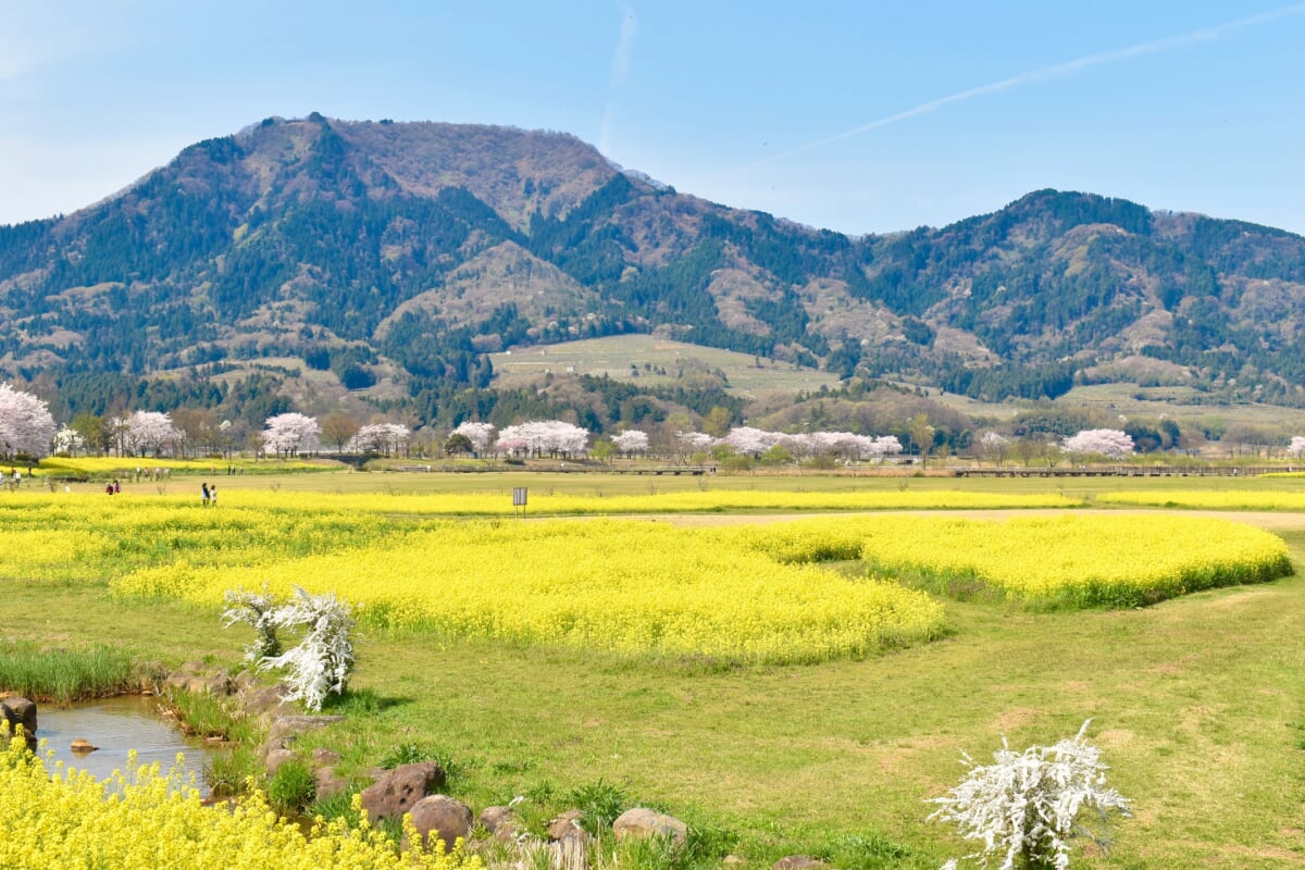 上堰潟公園の写真 