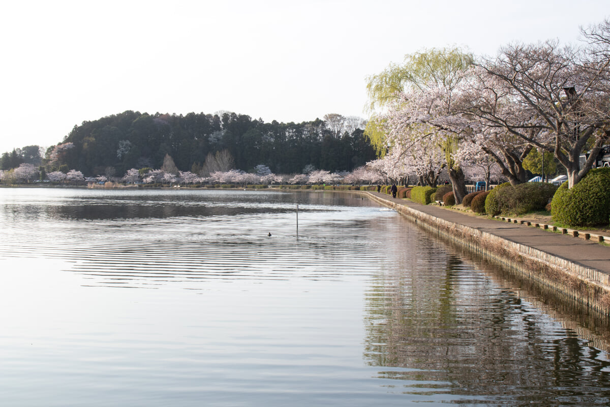 千波公園の写真 ©Σ64(CC BY 4.0)