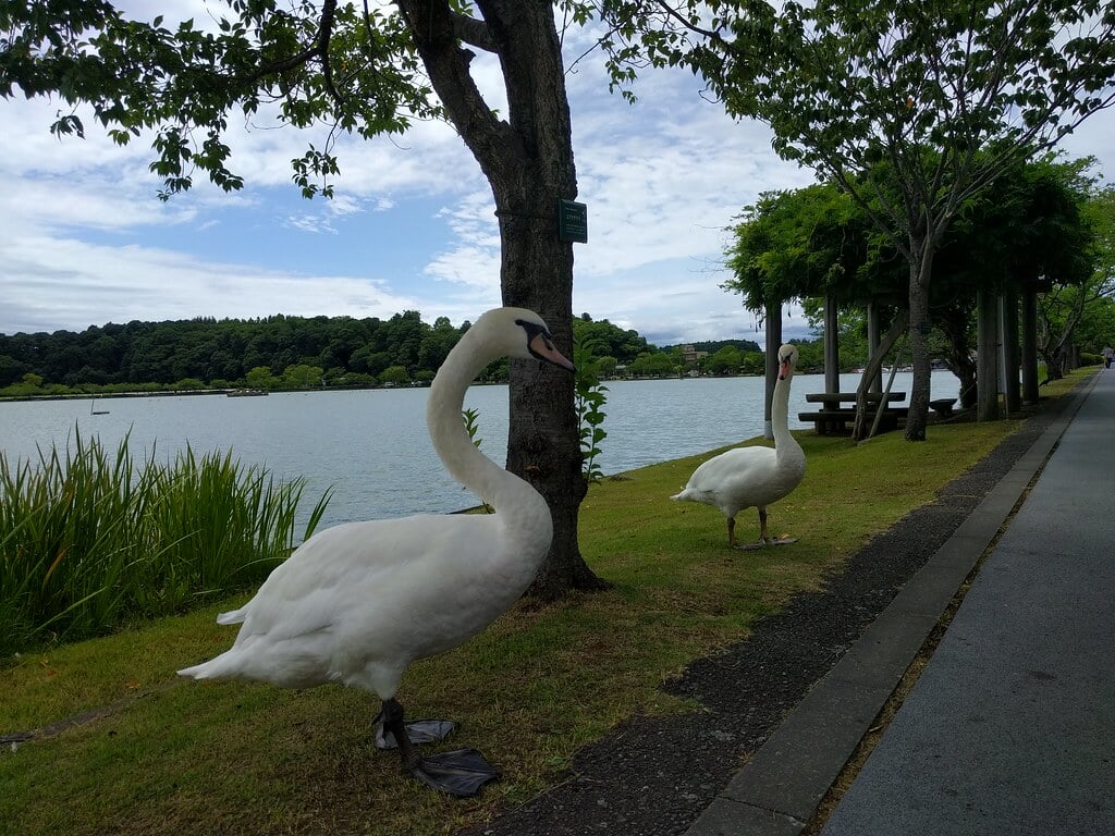 千波公園の写真 ©x768(CC BY-SA 2.0)