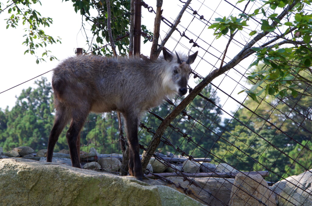 飯田市立動物園の写真 ©Nankou Oronain (as36…(CC BY-SA 3.0)