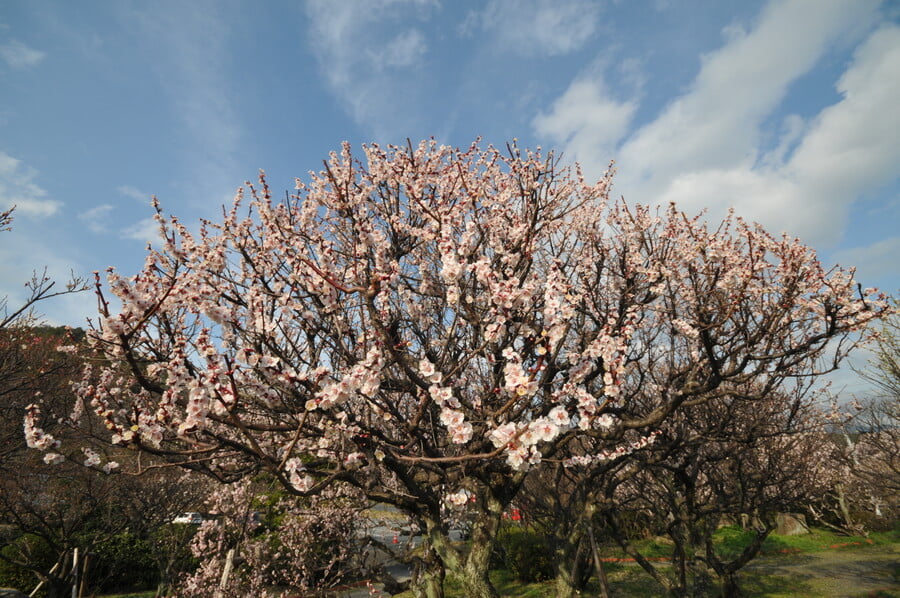 防府天満宮の写真 ©kazu2(CC BY-SA 3.0)