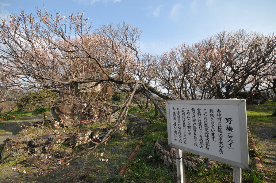 防府天満宮の写真 ©kazu2(CC BY-SA 3.0)