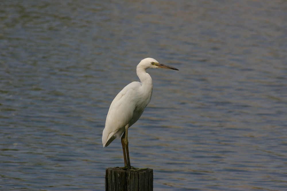 水元公園の写真 ©Los688(Public domain)