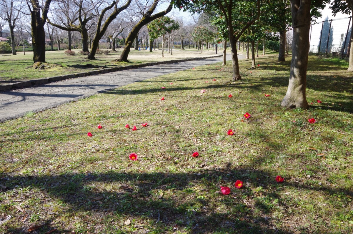 都立陵南公園の写真 