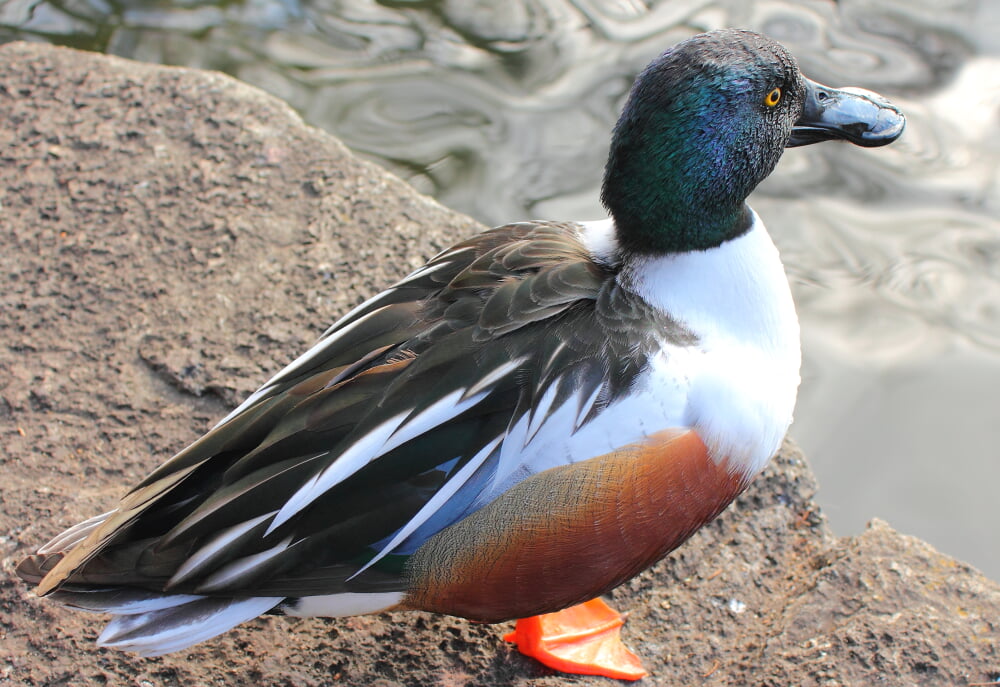 井の頭恩賜公園の写真 ©Kakidai(CC BY-SA 3.0)