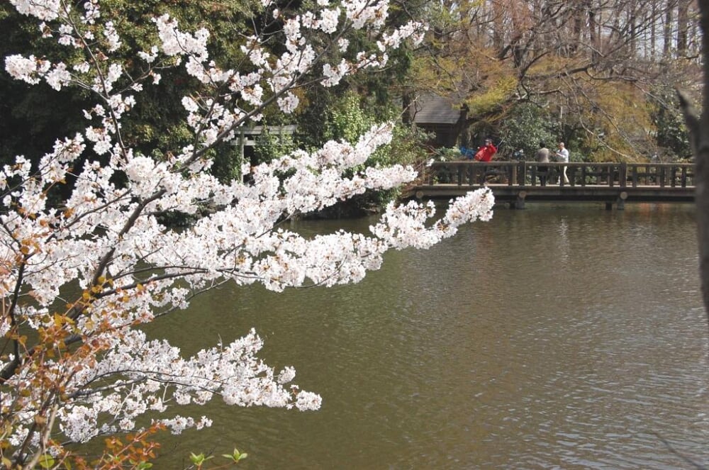 井の頭恩賜公園の写真 ©多摩の風 from Japan.(CC BY 2.1 jp)