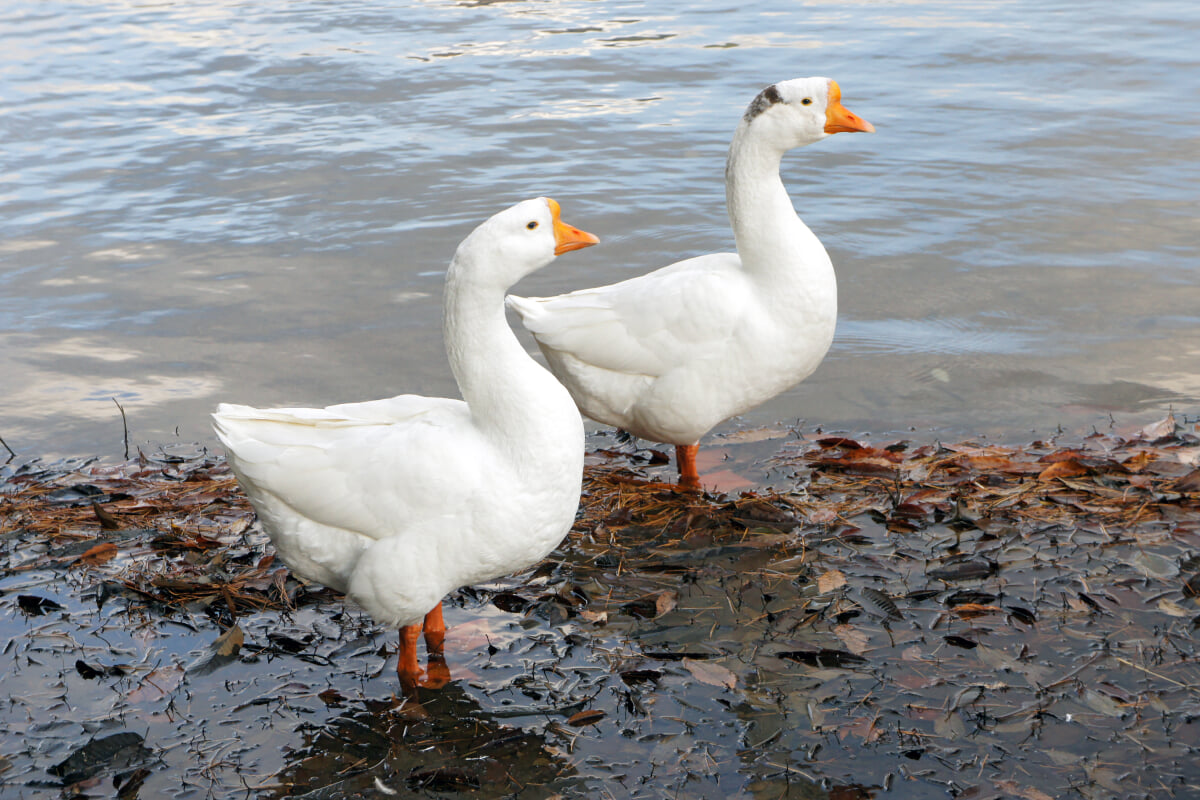 宝が池公園・子どもの楽園の写真 ©663highland(CC BY-SA 3.0)