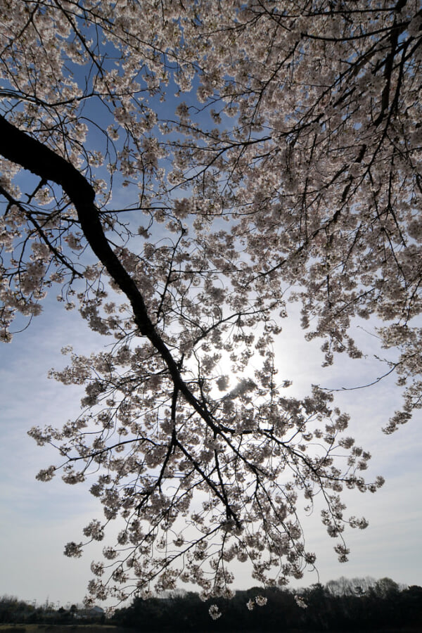 洲原公園の写真 ©BONGURI(CC BY-ND 2.0)