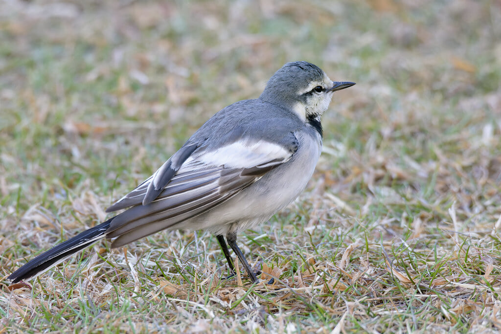 富岡総合公園の写真 ©nyanchew(CC BY 2.0)