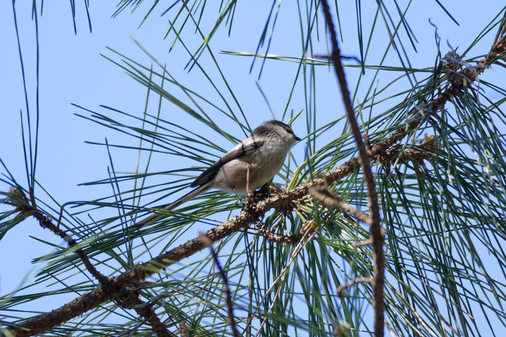 富岡総合公園の写真 ©nyanchew(CC BY 2.0)