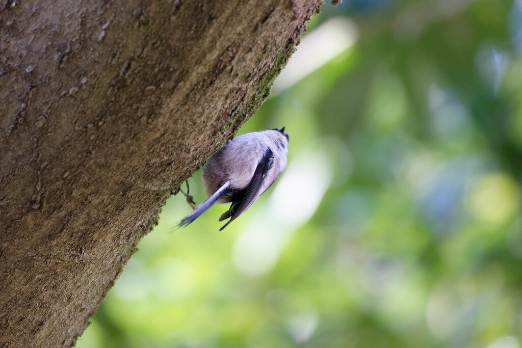 富岡総合公園の写真 ©nyanchew(CC BY 2.0)