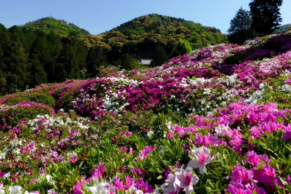 三室戸寺の写真 ©ttshr1970(CC BY 3.0)