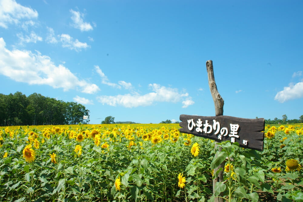 北竜町ひまわりの里の写真 ©100yen(CC BY-SA 3.0)