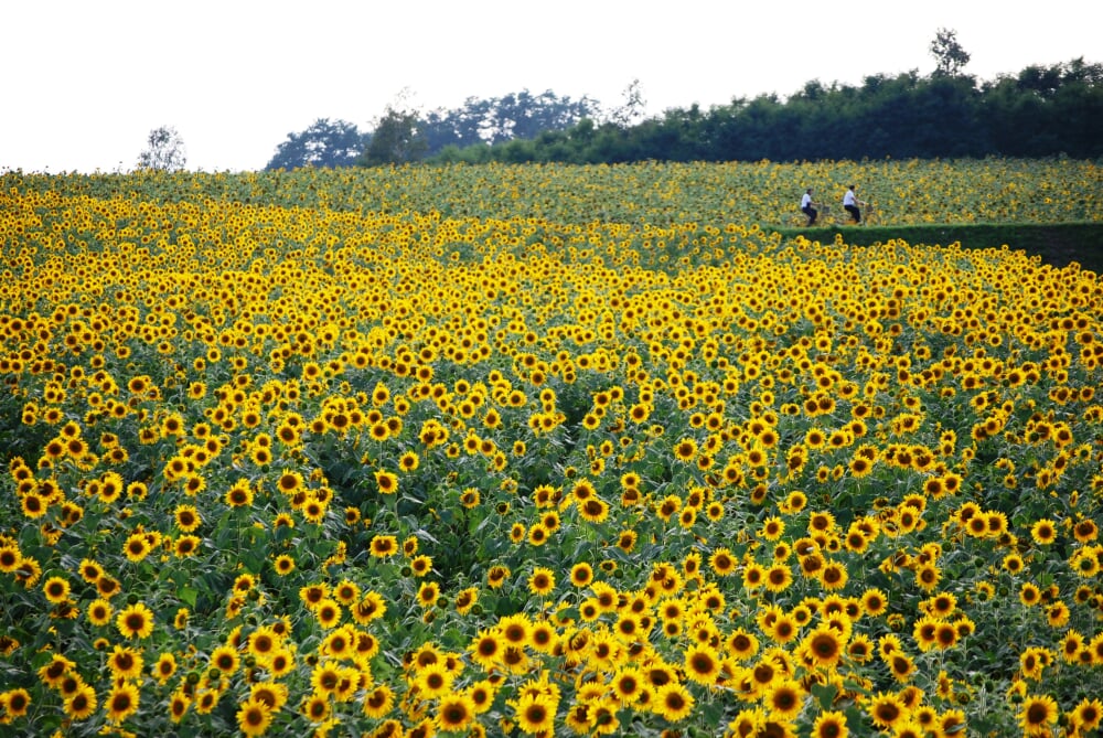 北竜町ひまわりの里の写真 ©Captain76(Public domain)