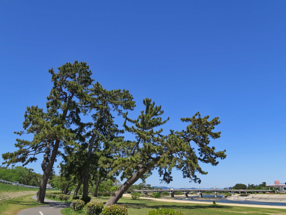 武庫川河川敷緑地の写真 