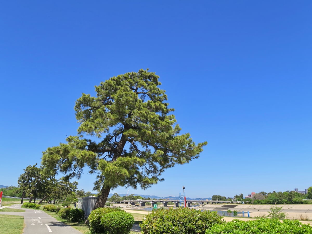 武庫川河川敷緑地の写真 