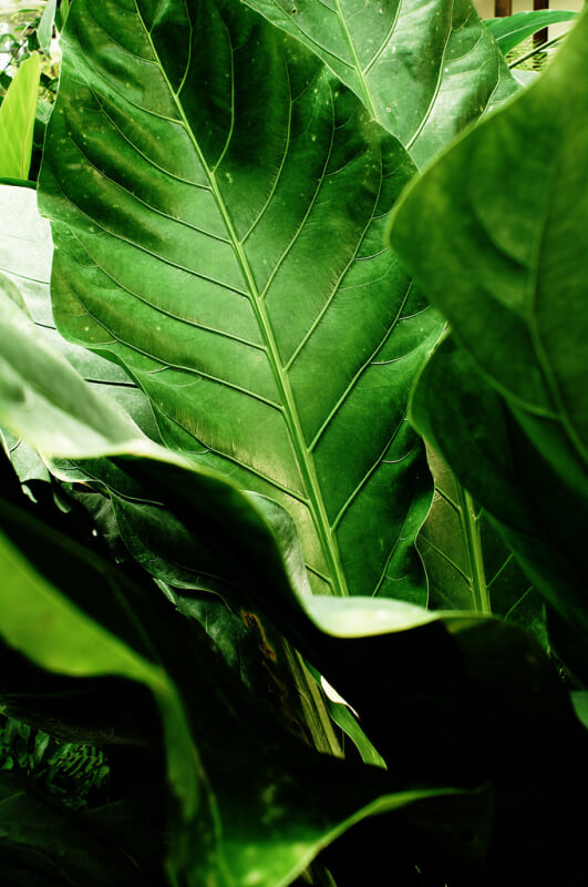 渋谷区ふれあい植物センターの写真 ©t-miki(CC BY-ND 2.0)