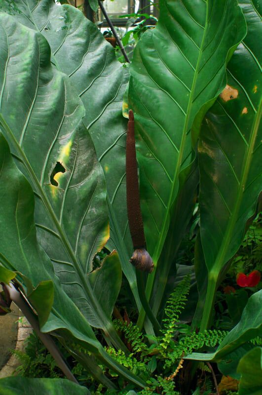 渋谷区ふれあい植物センターの写真 ©t-miki(CC BY-ND 2.0)