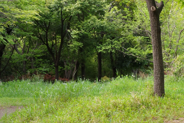 東京都立東京港野鳥公園の写真 