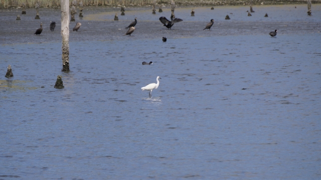 東京都立東京港野鳥公園の写真 