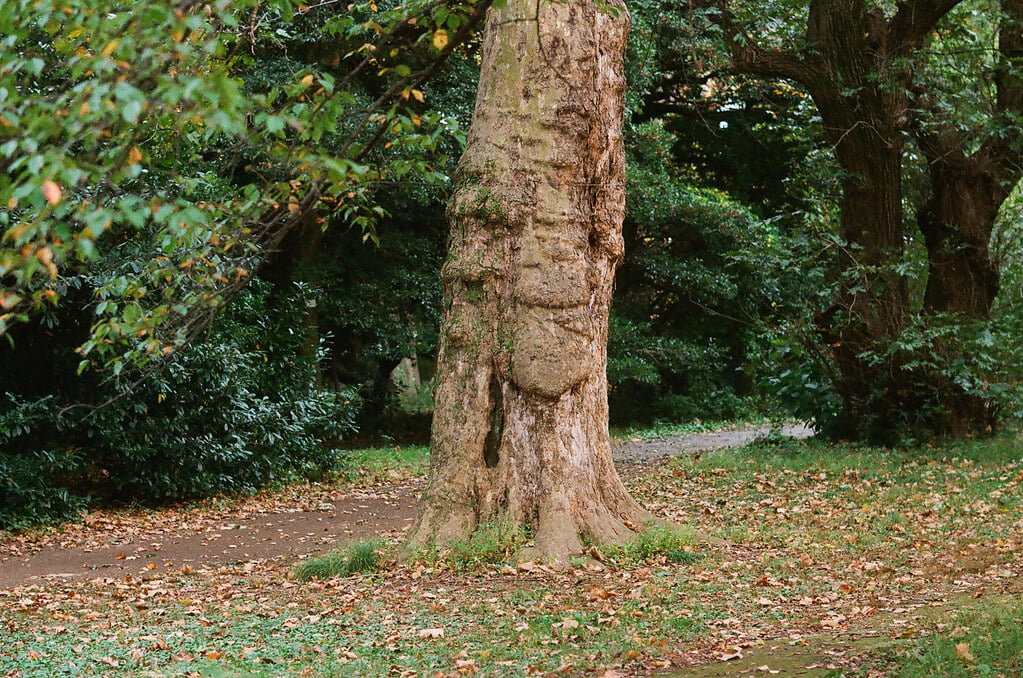 小石川植物園の写真 ©sabamiso(CC BY 2.0)