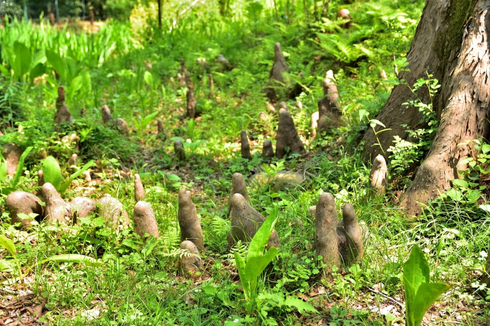 仙台市野草園の写真 