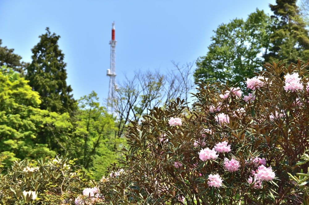 仙台市野草園の写真 