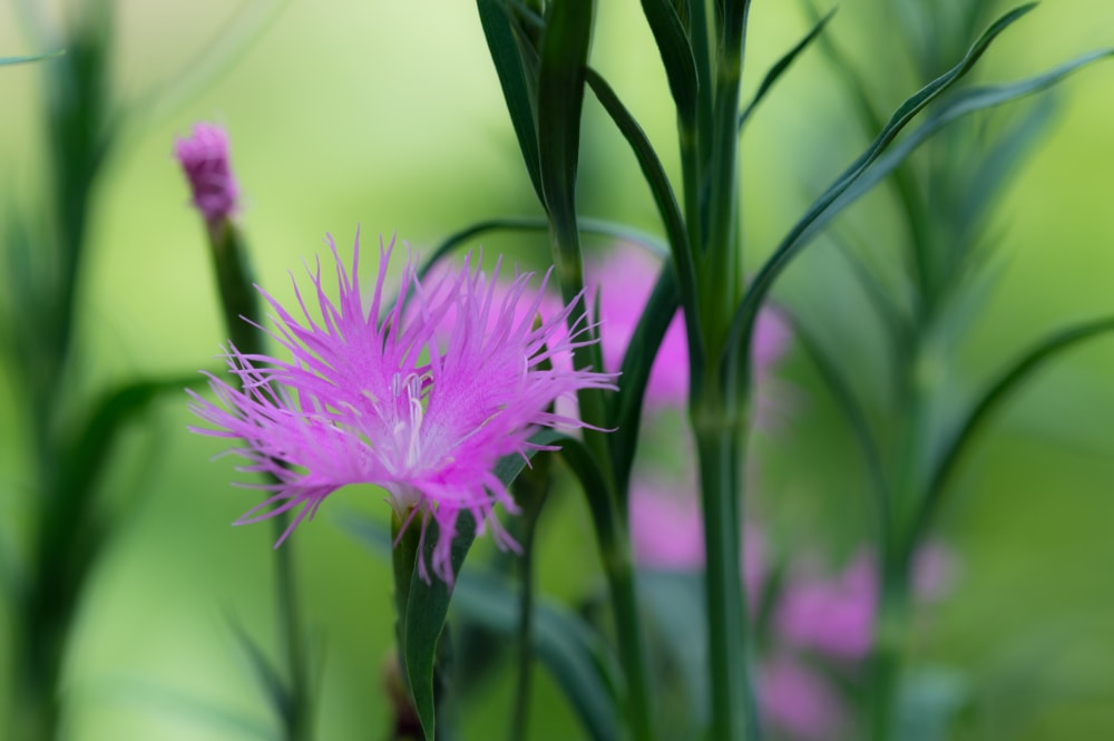 向島百花園の写真 ©Takashi Hososhima from Tokyo, Japan(CC BY-SA 2.0)