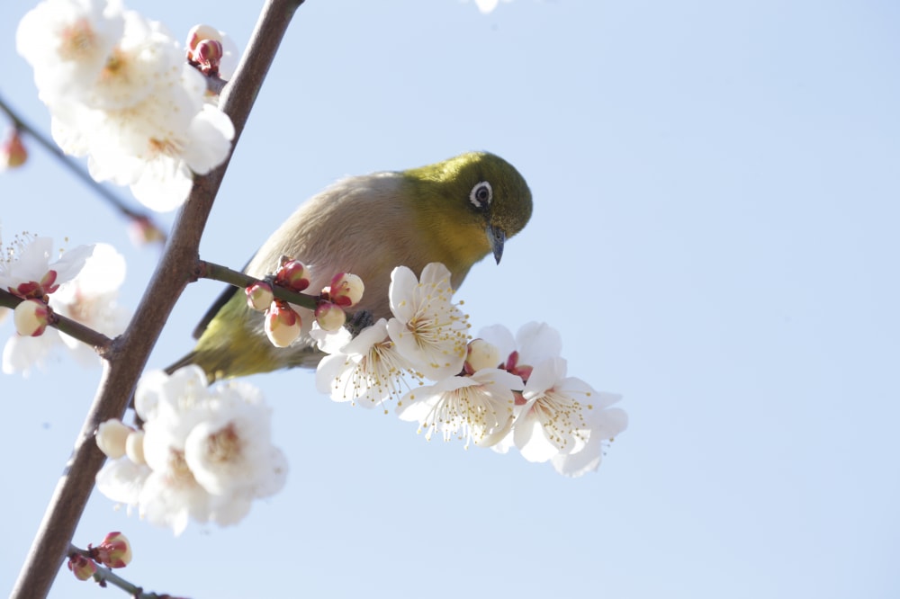 向島百花園の写真 ©pcs34560(Public domain)