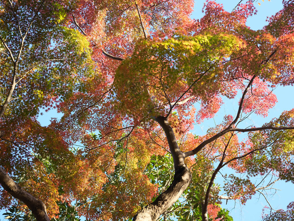 深大寺の写真 ©Zengame(CC BY 2.0)