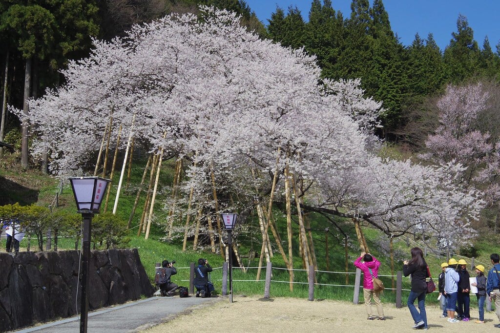 臥龍桜の写真 ©tsuda(CC BY-SA 2.0)